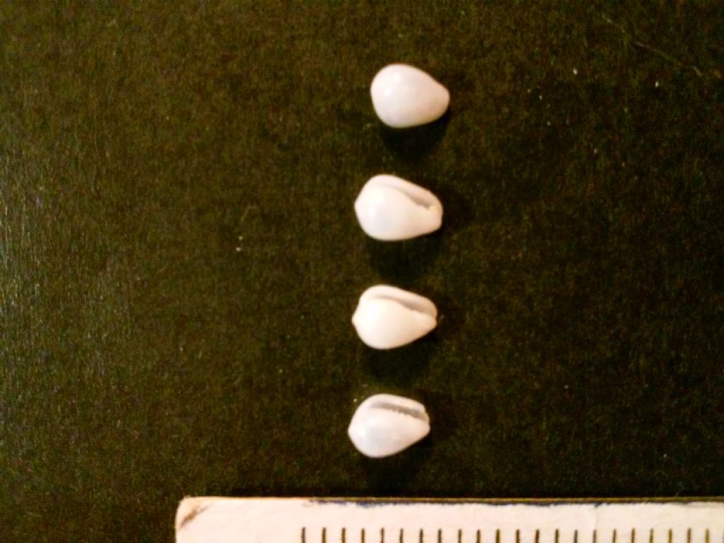 gibberula miliaria ?